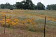 photo of field of flowers