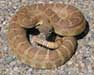 rattle snake